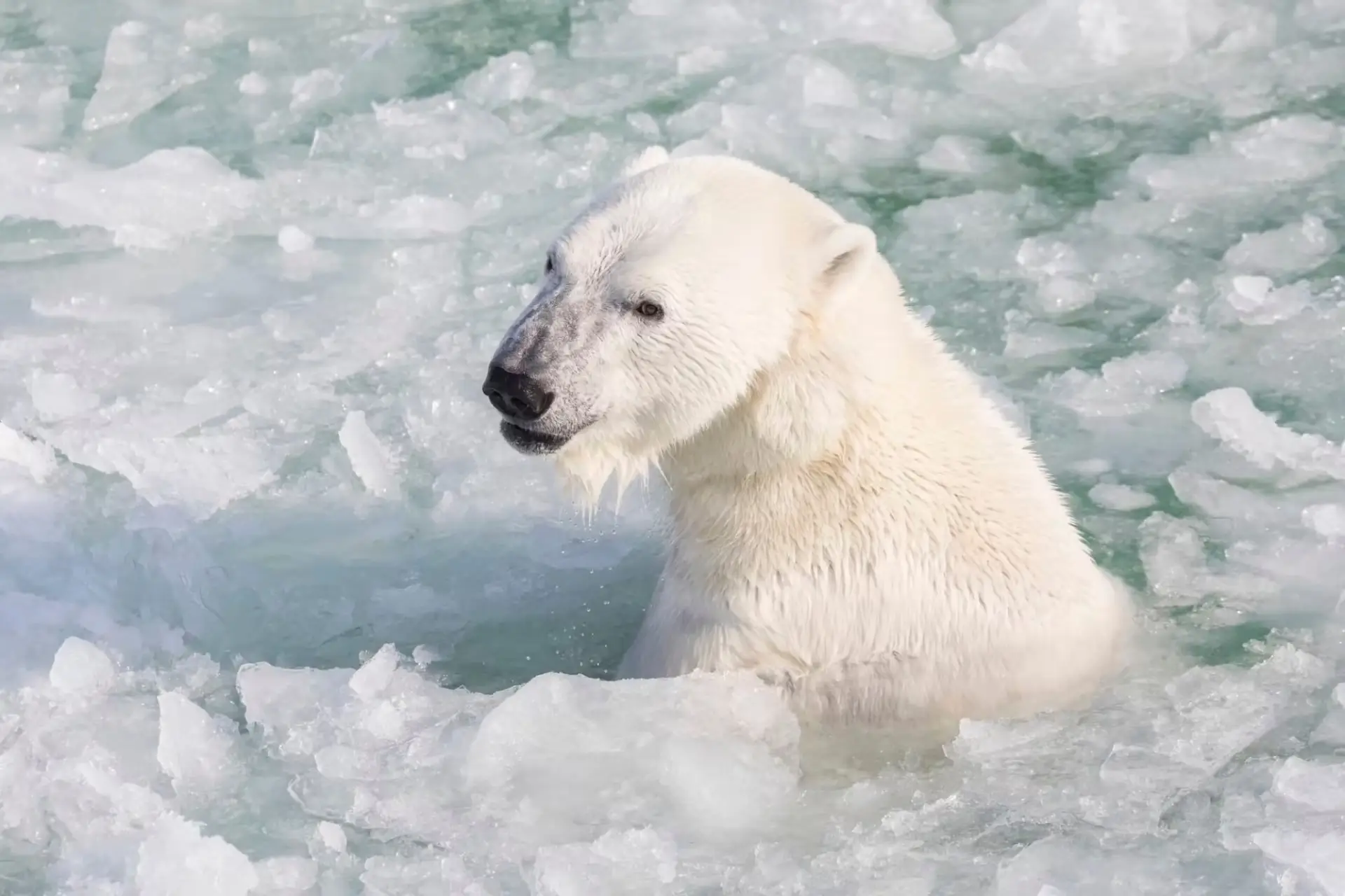 Polar bear at Ranua Wildlife Park